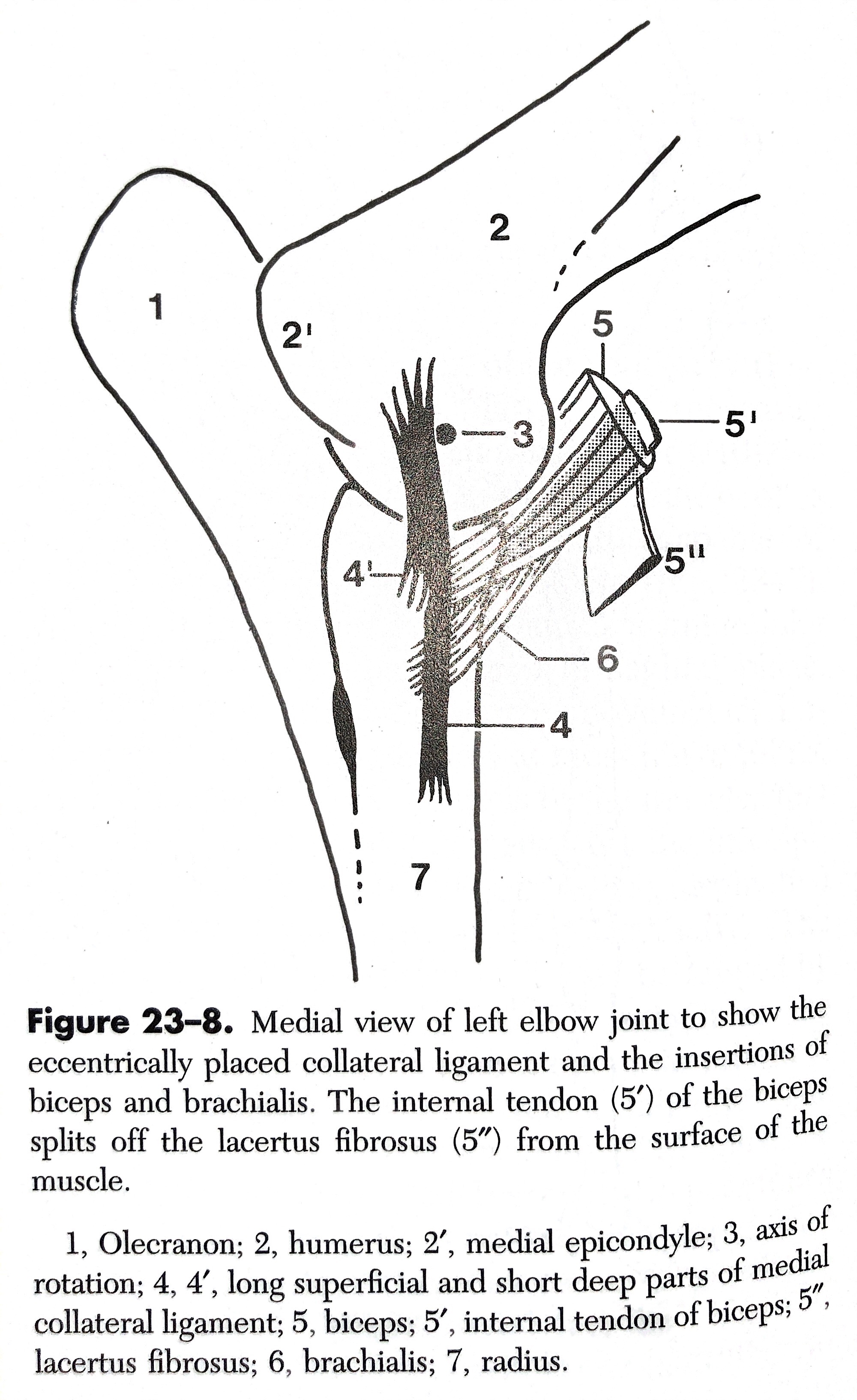 Equine Lameness Investigation